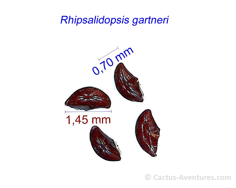 Rhipsalidopsis gartneri exUSA 1